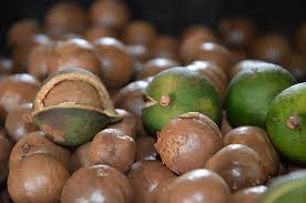 Tree-Dried Macadamia