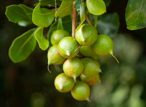 Kiambu 816 Macadamia